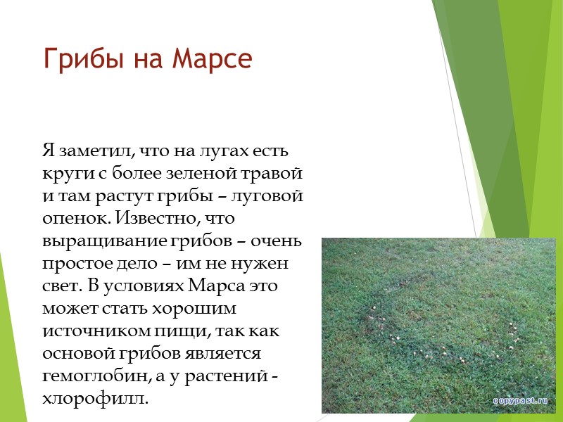 Грибы на Марсе Я заметил, что на лугах есть круги с более зеленой травой
